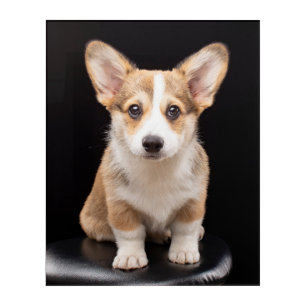 Cutest Baby Animals Corgi Puppy Standing Tall Acrylic Print