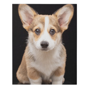 Cutest Baby Animals Corgi Puppy Standing Tall Faux Canvas Print