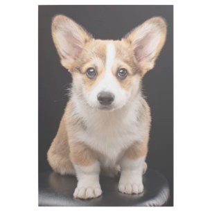 Cutest Baby Animals Corgi Puppy Standing Tall Gallery Wrap