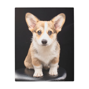 Cutest Baby Animals Corgi Puppy Standing Tall Metal Print