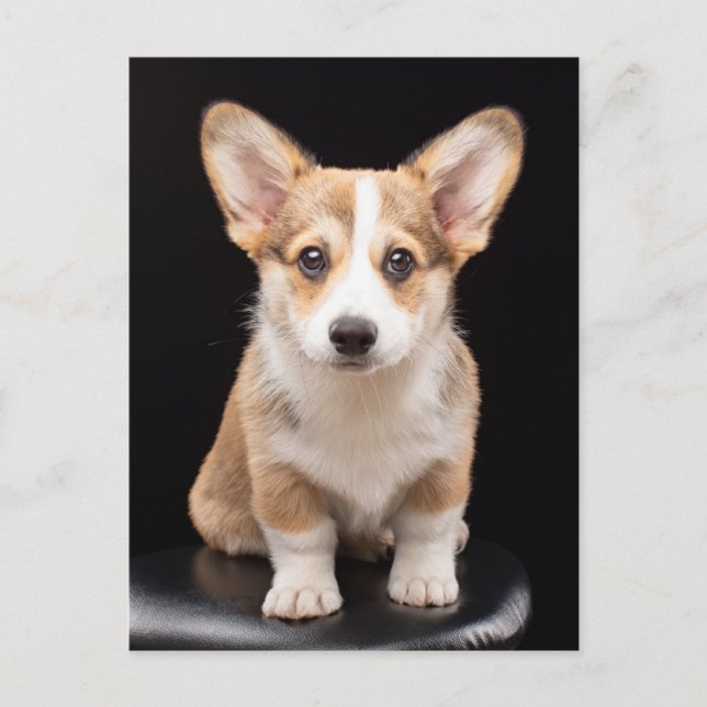 Cutest Baby Animals | Corgi Puppy Standing Tall Postcard (Front)