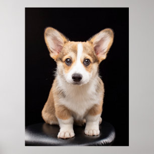 Cutest Baby Animals Corgi Puppy Standing Tall Poster