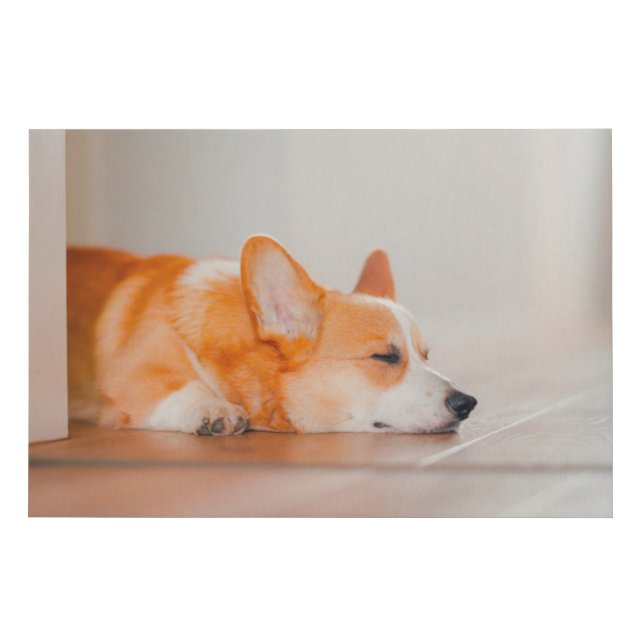 Cutest Baby Animals | Corgi Sleeping Faux Canvas Print (Front)