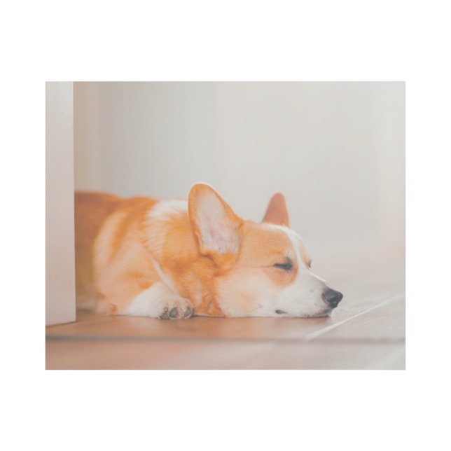Cutest Baby Animals | Corgi Sleeping Gallery Wrap (Front)