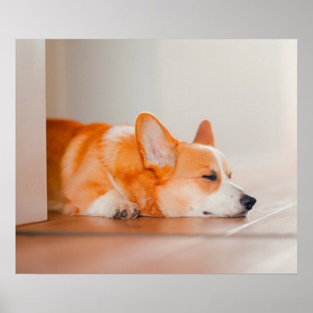 Cutest Baby Animals | Corgi Sleeping Poster (Front)