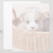 Cutest Baby Animals | Corgi Tiny Puppy (Front/Back)