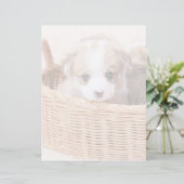 Cutest Baby Animals | Corgi Tiny Puppy (Standing Front)