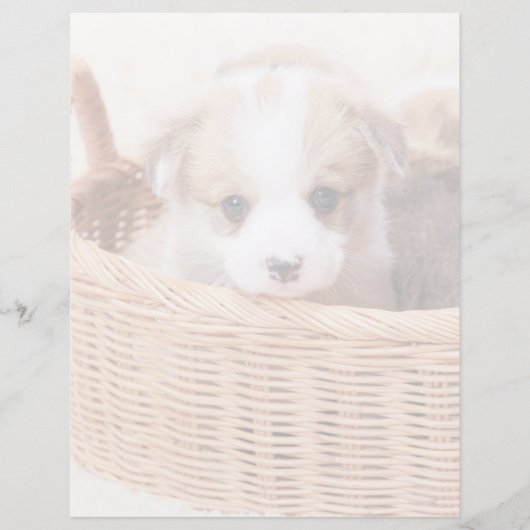 Cutest Baby Animals | Corgi Tiny Puppy (Front)