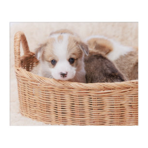Cutest Baby Animals Corgi Tiny Puppy Acrylic Print