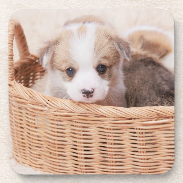 Cutest Baby Animals | Corgi Tiny Puppy Beverage Coaster (Front)