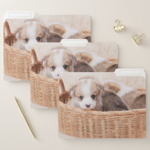 Cutest Baby Animals   Corgi Tiny Puppy File Folder