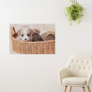Cutest Baby Animals   Corgi Tiny Puppy Foam Board