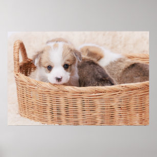 Cutest Baby Animals   Corgi Tiny Puppy Poster
