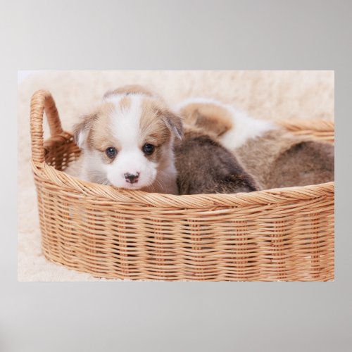 Cutest Baby Animals  Corgi Tiny Puppy Poster