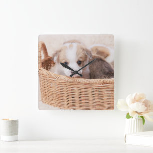 Cutest Baby Animals Corgi Tiny Puppy Square Wall Clock