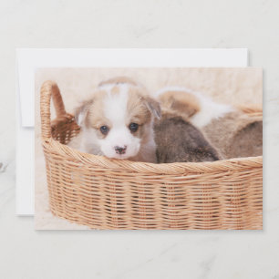Cutest Baby Animals Corgi Tiny Puppy Thank You Card