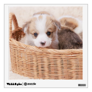 Cutest Baby Animals   Corgi Tiny Puppy Wall Decal