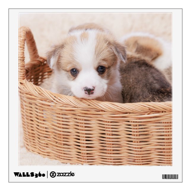 Cutest Baby Animals | Corgi Tiny Puppy Wall Decal (Front)