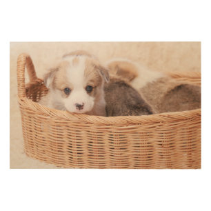 Cutest Baby Animals Corgi Tiny Puppy Wood Wall Art