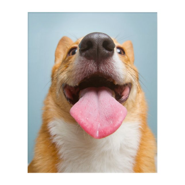 Cutest Baby Animals | Corgi Tongue Acrylic Print (Front)