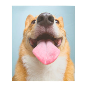 Cutest Baby Animals Corgi Tongue Metal Print