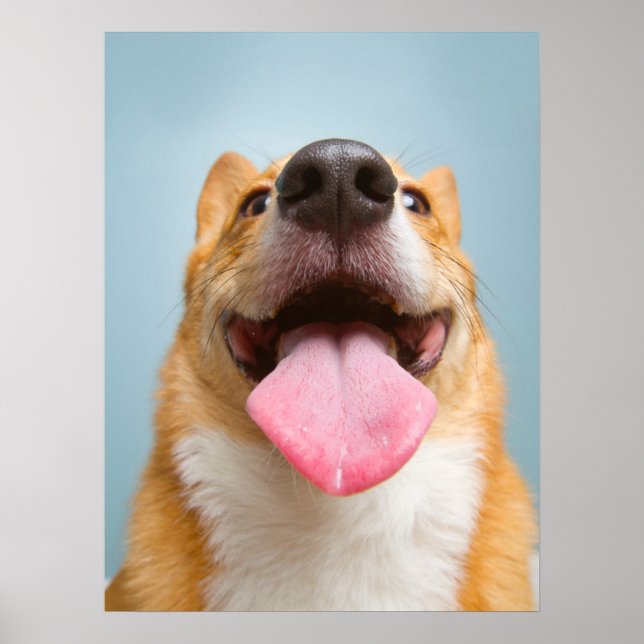 Cutest Baby Animals | Corgi Tongue Poster (Front)