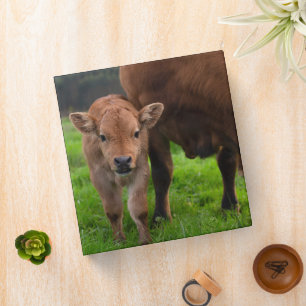 Cutest Baby Animals Cow & Calf 3 Ring Binder