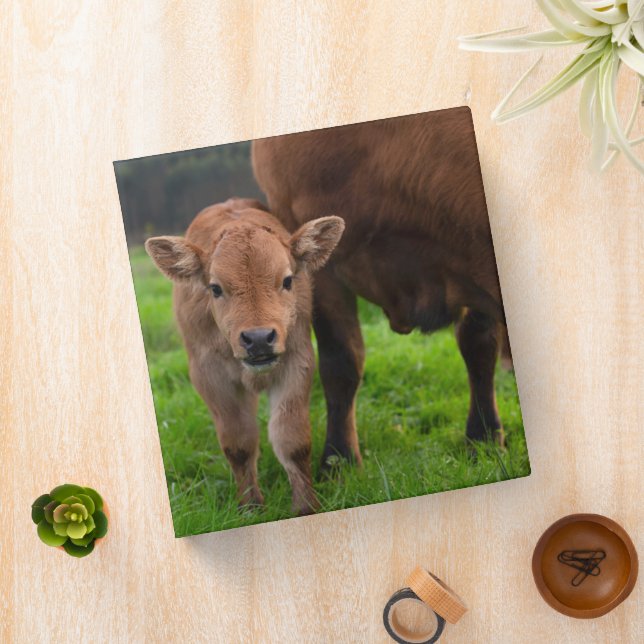 Cutest Baby Animals | Cow & Calf 3 Ring Binder (In Situ)