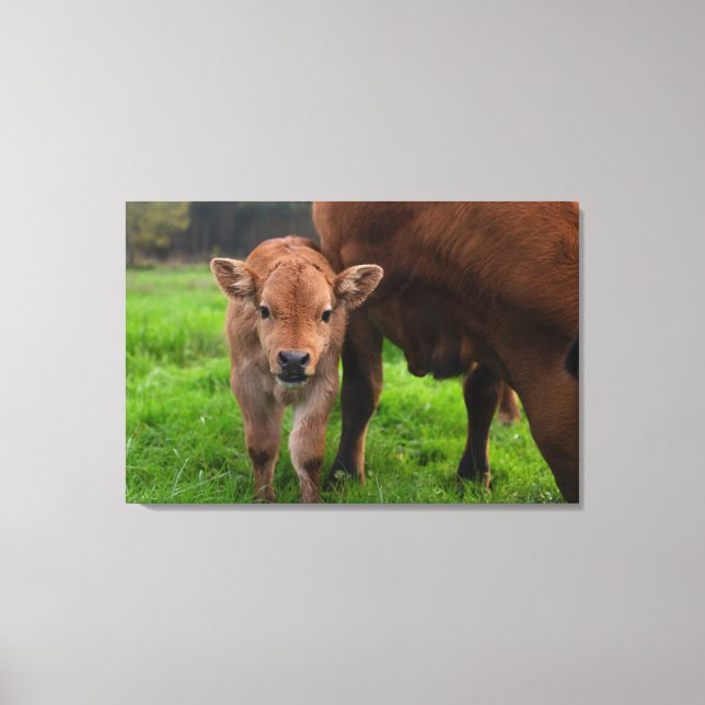 Cutest Baby Animals | Cow & Calf Canvas Print (Front)