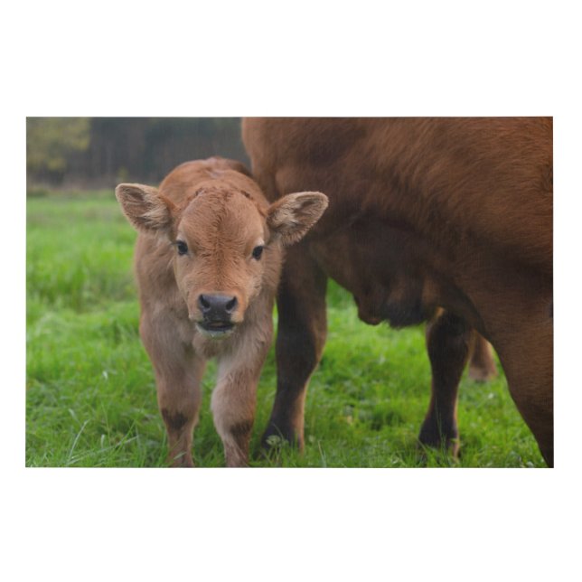Cutest Baby Animals | Cow & Calf Faux Canvas Print (Front)