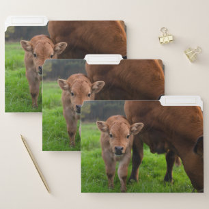 Cutest Baby Animals   Cow & Calf File Folder