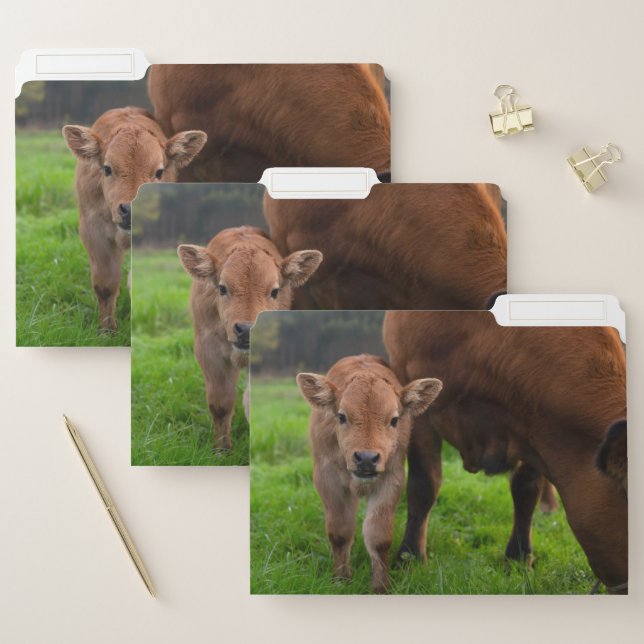 Cutest Baby Animals | Cow & Calf File Folder (Set)