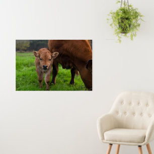Cutest Baby Animals   Cow & Calf Foam Board