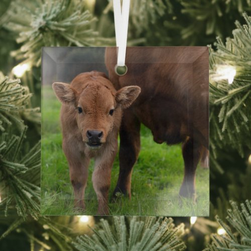 Cutest Baby Animals  Cow  Calf Glass Ornament