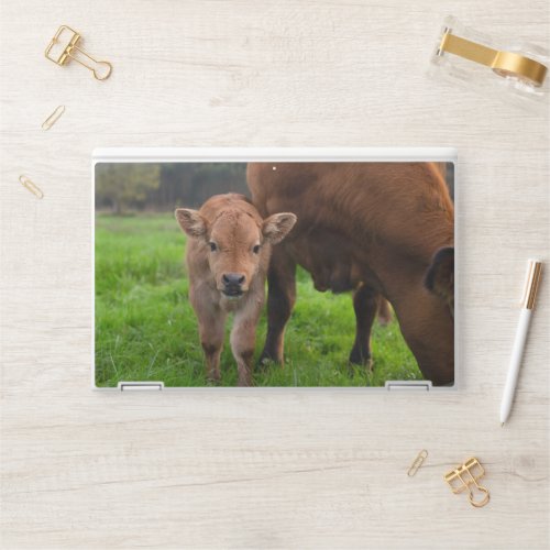 Cutest Baby Animals  Cow  Calf HP Laptop Skin
