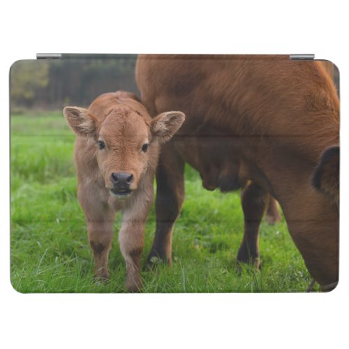 Cutest Baby Animals  Cow  Calf iPad Air Cover