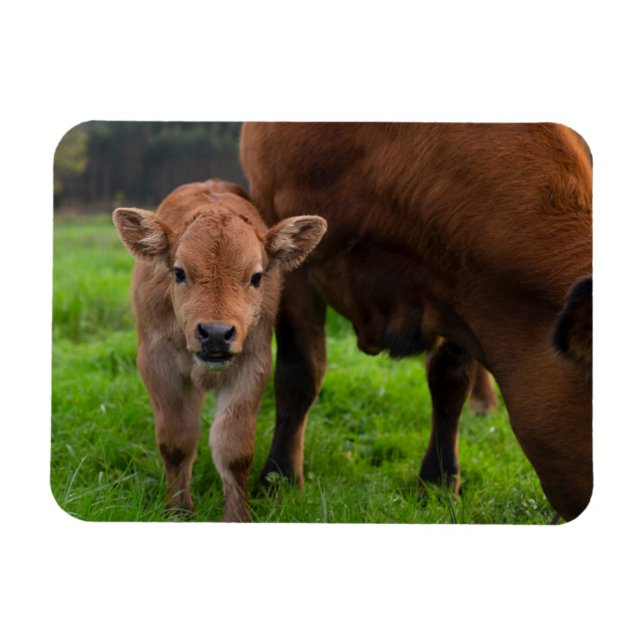 Cutest Baby Animals | Cow & Calf Magnet (Horizontal)