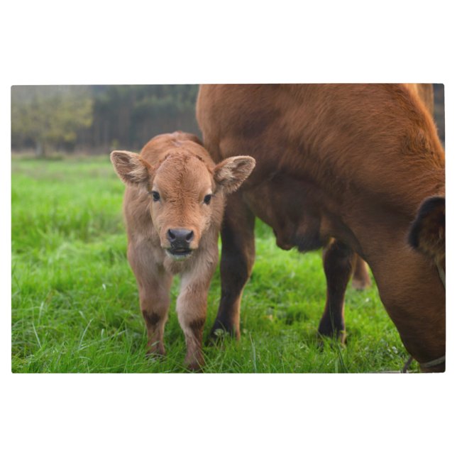 Cutest Baby Animals | Cow & Calf Metal Print (Front)