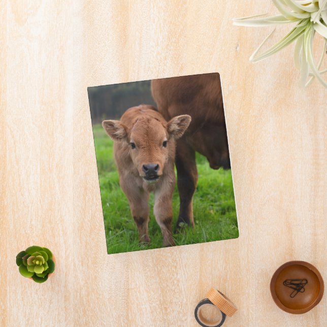 Cutest Baby Animals | Cow & Calf Mini Binder (InSitu)
