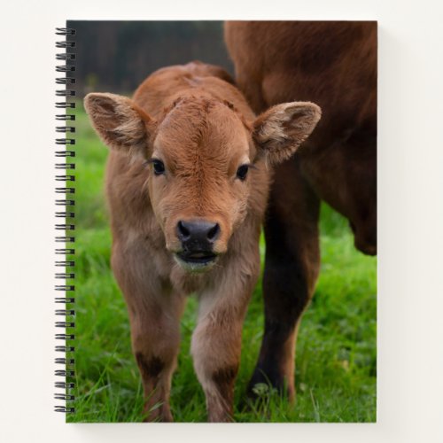 Cutest Baby Animals  Cow  Calf Notebook