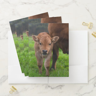 Cutest Baby Animals Cow & Calf Pocket Folder