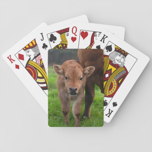 Cutest Baby Animals  Cow  Calf Poker Cards