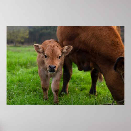 Cutest Baby Animals  Cow  Calf Poster