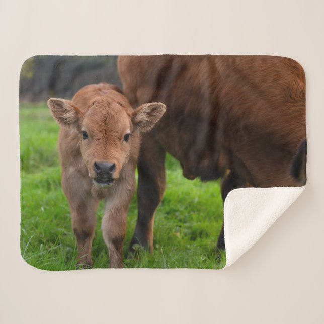 Cutest Baby Animals | Cow & Calf Sherpa Blanket (Front (Horizontal))