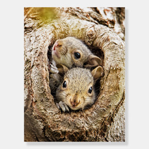 Cutest Baby Animals   Curious Baby Squirrels Foam Board