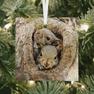 Cutest Baby Animals Curious Baby Squirrels Glass Ornament