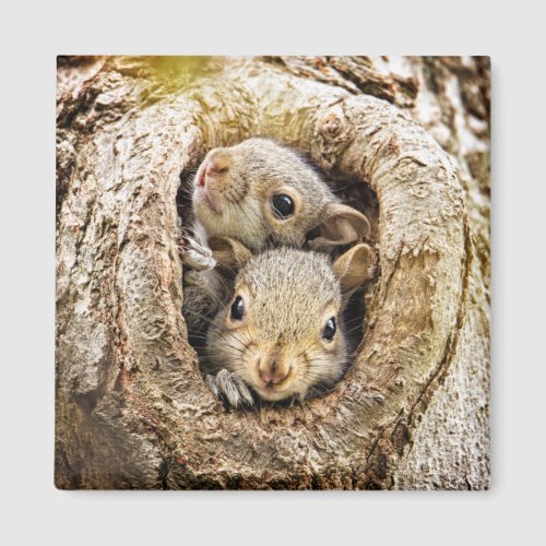 Cutest Baby Animals  Curious Baby Squirrels Magnet