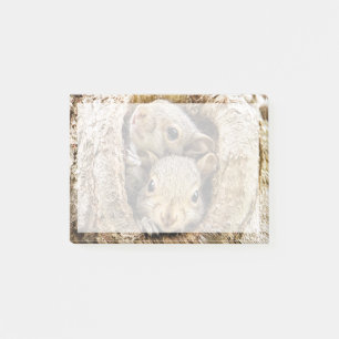 Cutest Baby Animals   Curious Baby Squirrels Post-it Notes