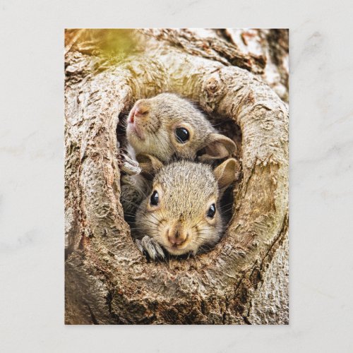 Cutest Baby Animals  Curious Baby Squirrels Postcard