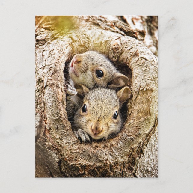 Cutest Baby Animals | Curious Baby Squirrels Postcard (Front)